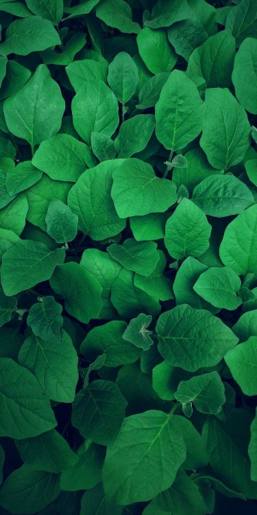 malayalam padangal, plant, leaf, petal, groundcover