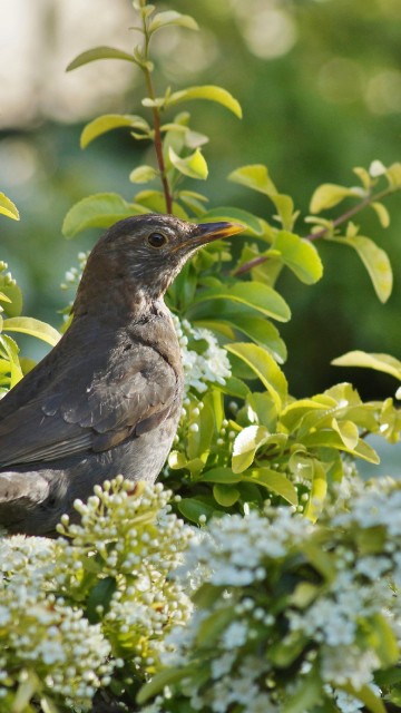 Image birds, flower, spring, nature, plant