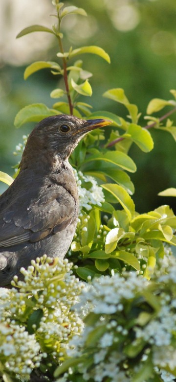 Image birds, flower, spring, nature, plant