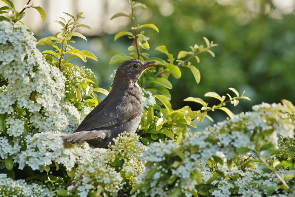 Birds, Frühjahr, Natur, Vogel, Schnabel. Wallpaper in 4000x2667 Resolution