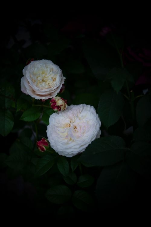 white flower with green leaves