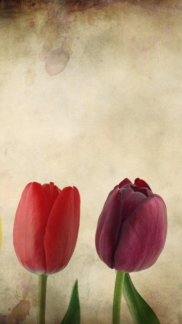 Image red yellow and pink tulips painting