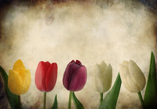 Image red yellow and pink tulips painting