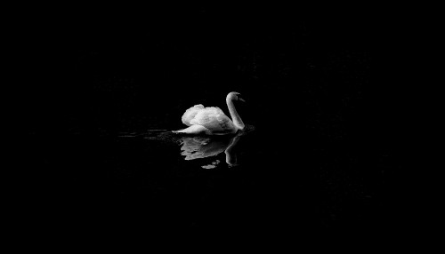 Image white swan on water during daytime