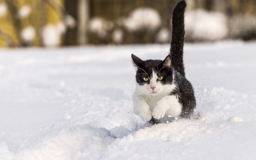 Image black and white cat on snow covered ground during daytime