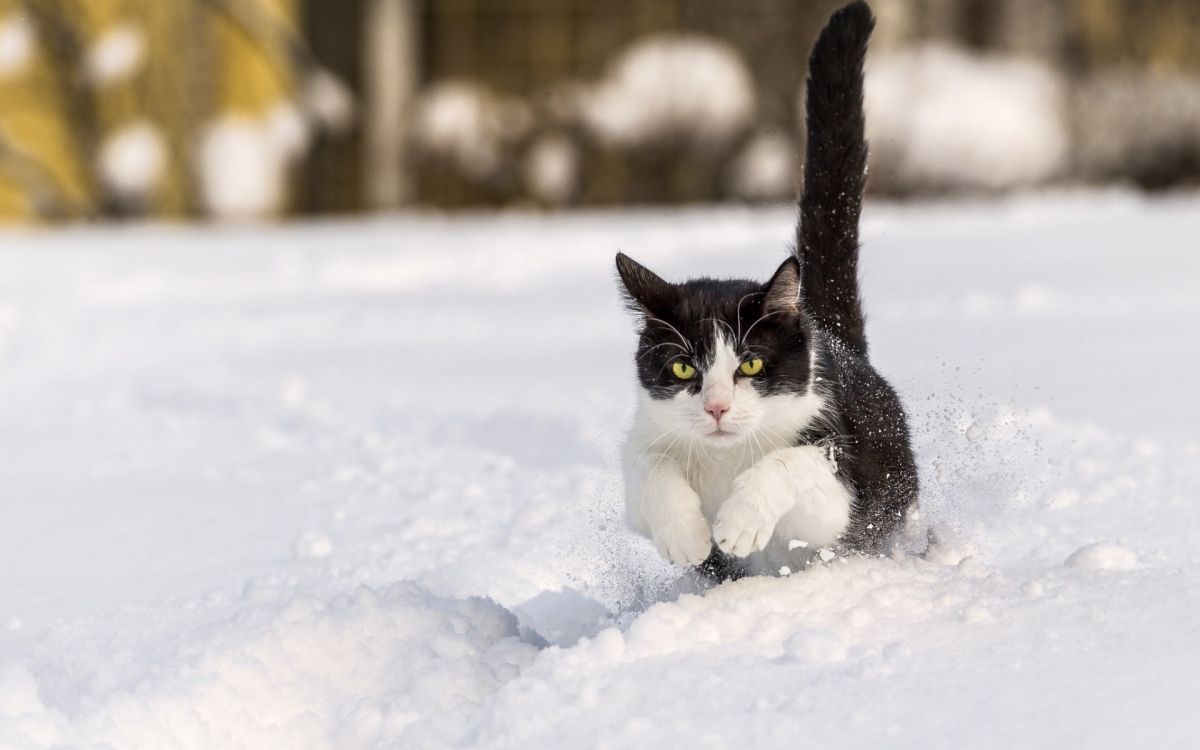 black and white cat on snow covered ground during daytime