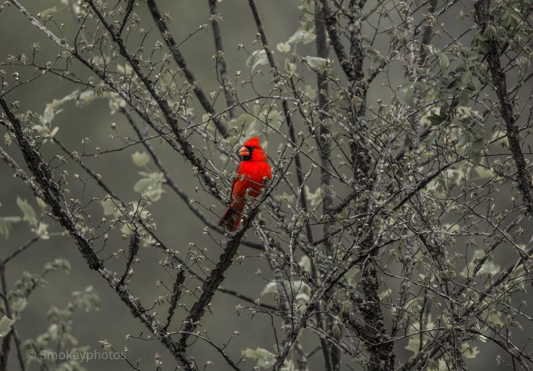 Ramita, Congelación, Pico, Cardenal, Agua. Wallpaper in 3312x2307 Resolution