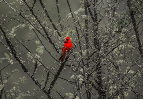 Image tree, plant, twig, freezing, beak