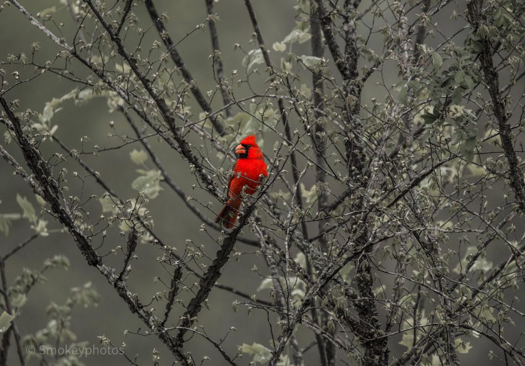 tree, plant, twig, freezing, beak