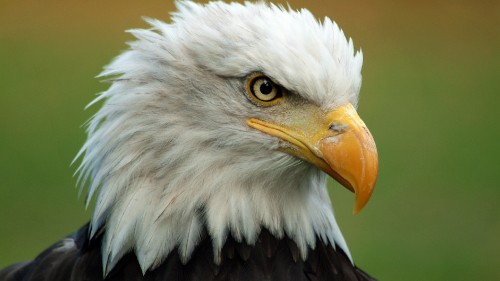 Image white and black eagle head