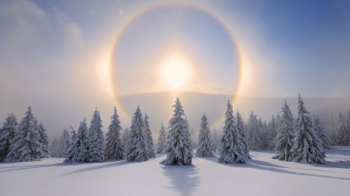 Image winter solstice 2020, winter solstice, Summer solstice, winter solstice celebration, plant