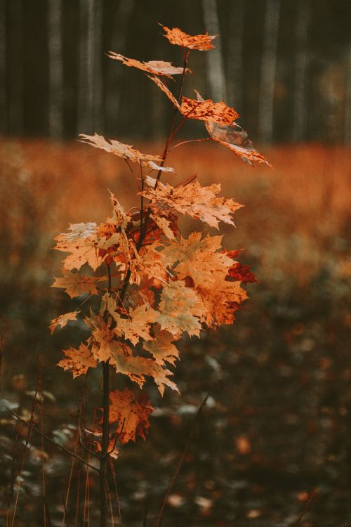 Blatt, Baum, Schwarzer Ahorn, Zweig, Herbst. Wallpaper in 4912x7360 Resolution