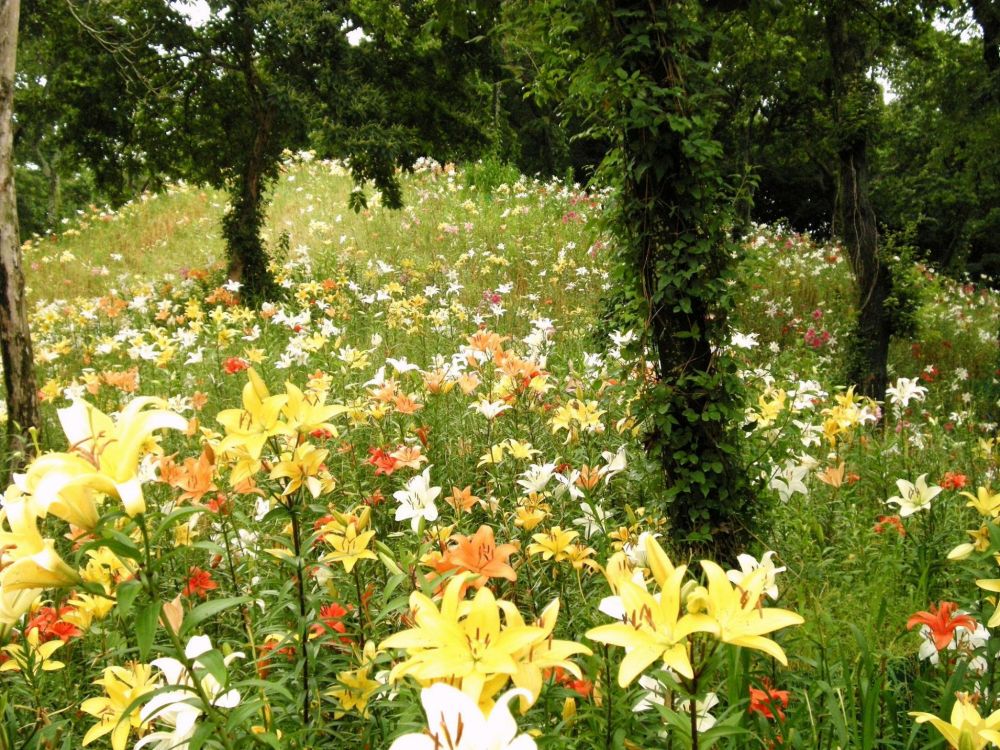 Fleurs Jaunes et Rouges Sur Jardin. Wallpaper in 2048x1536 Resolution