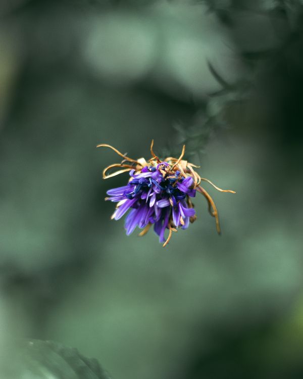 purple flower in tilt shift lens