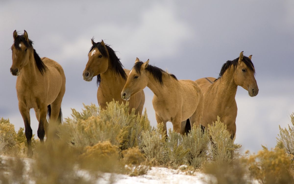 Tres Caballos Marrones en Campo Blanco Durante el Día. Wallpaper in 2560x1600 Resolution