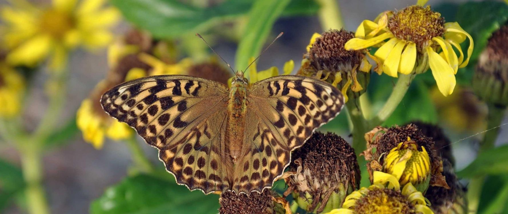 brown and black butterfly perched on green leaf in close up photography during daytime