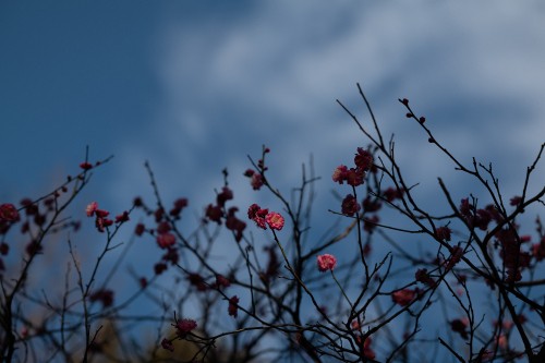 Image flower, branch, blue, tree, red