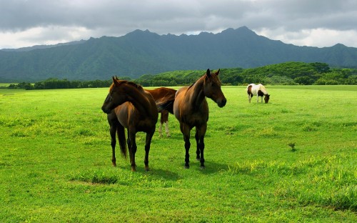 Image brown horse on green grass field during daytime