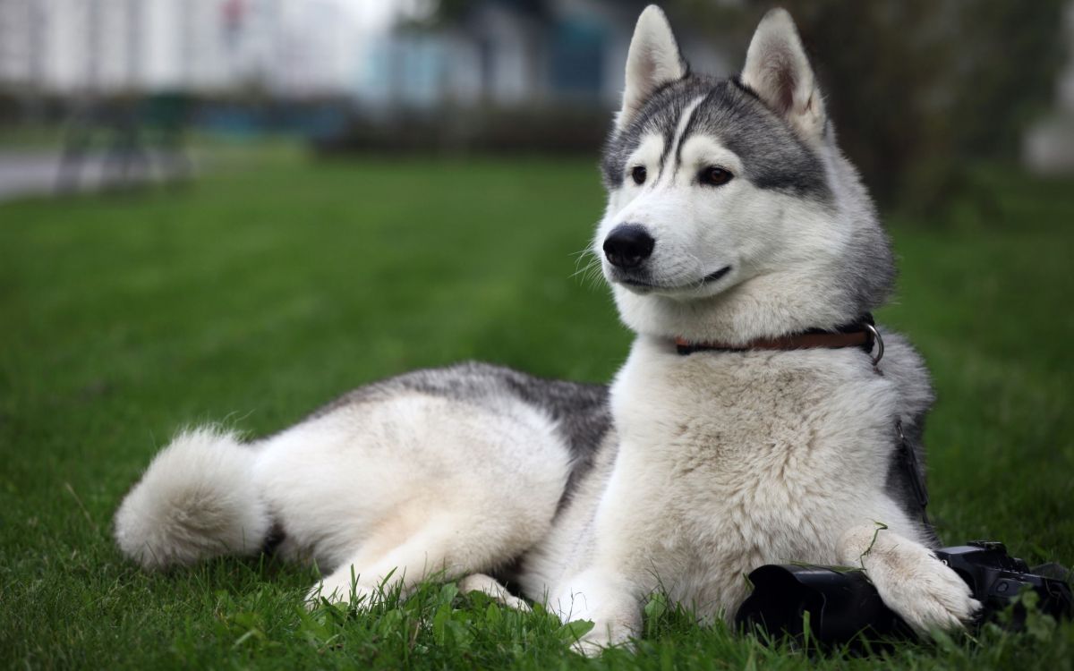 white and black siberian husky puppy on green grass field during daytime