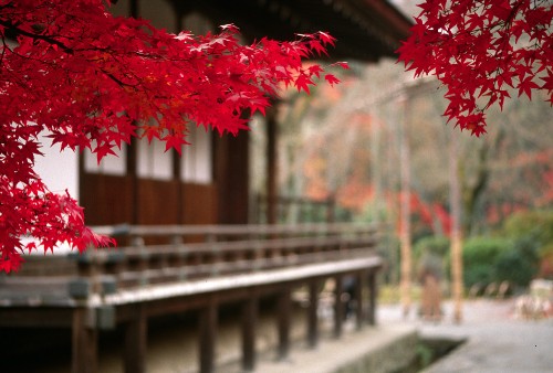 Image red maple tree on bridge