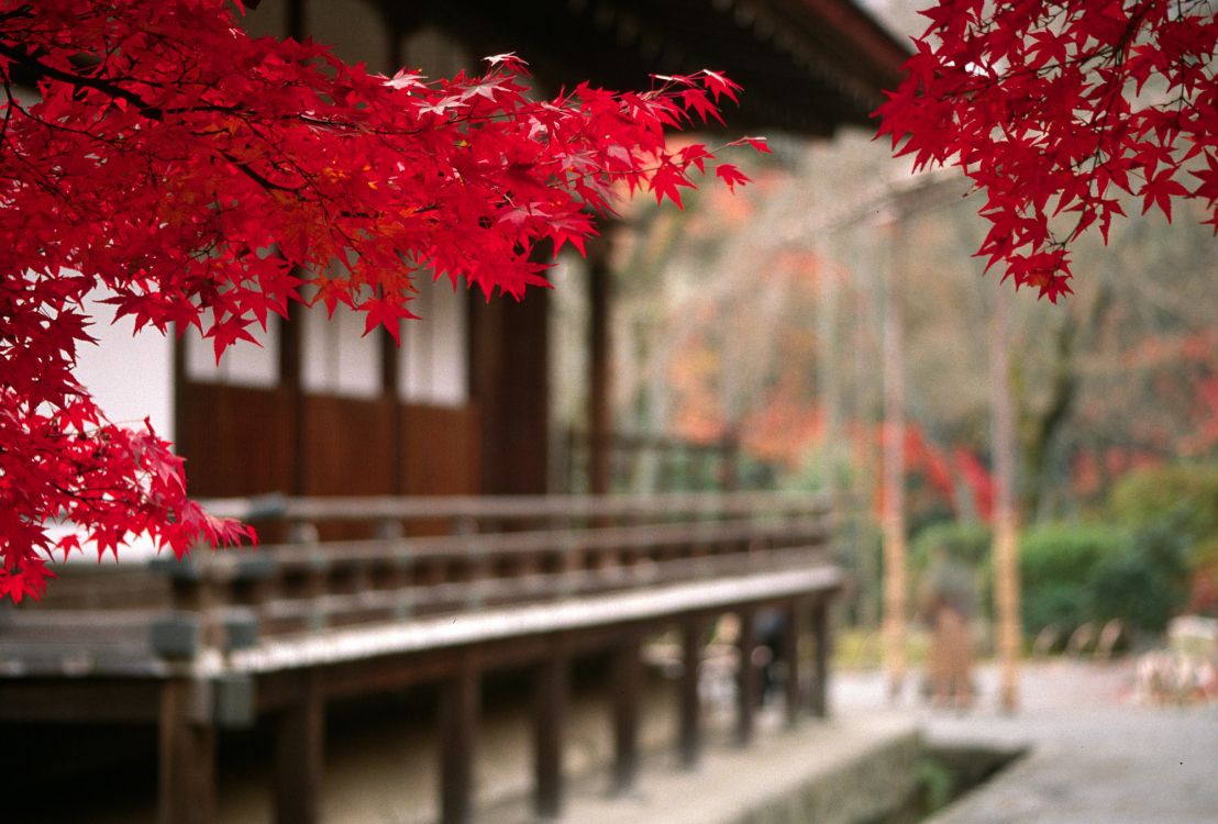 red maple tree on bridge