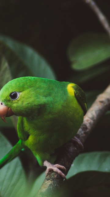 Image green and yellow bird on tree branch