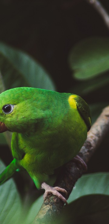 Image green and yellow bird on tree branch