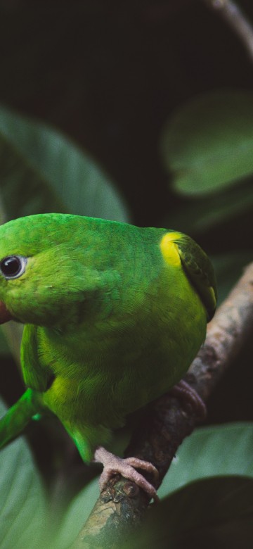 Image green and yellow bird on tree branch