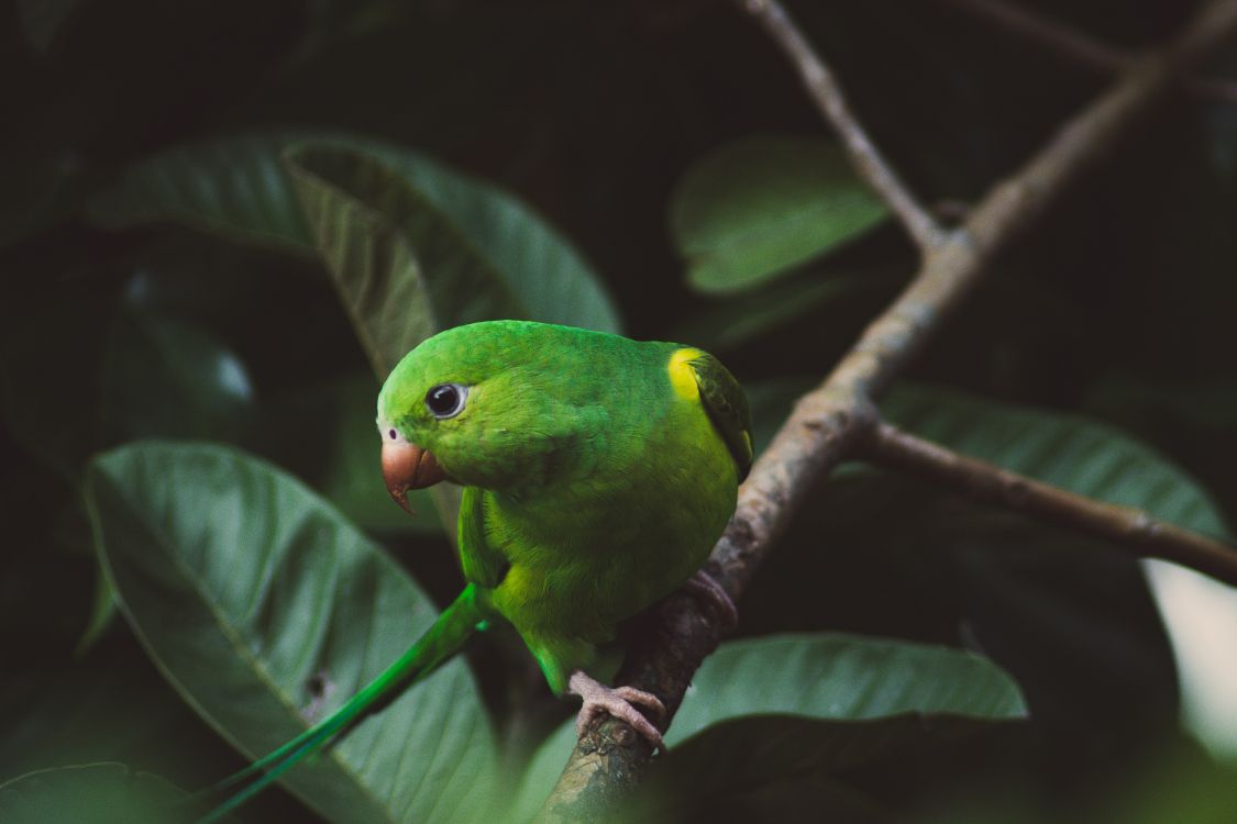 Oiseau Vert et Jaune Sur Une Branche D'arbre. Wallpaper in 6000x4000 Resolution