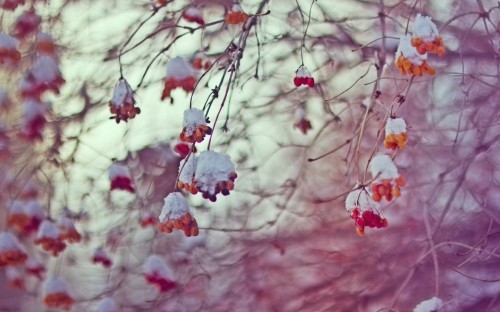 Image red flowers on brown tree branch