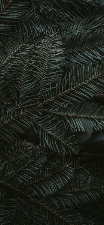 Mitternachtsgrün, Ios, Äpfeln, Terrestrische Pflanzen, Lärche. Wallpaper in 1797x3889 Resolution