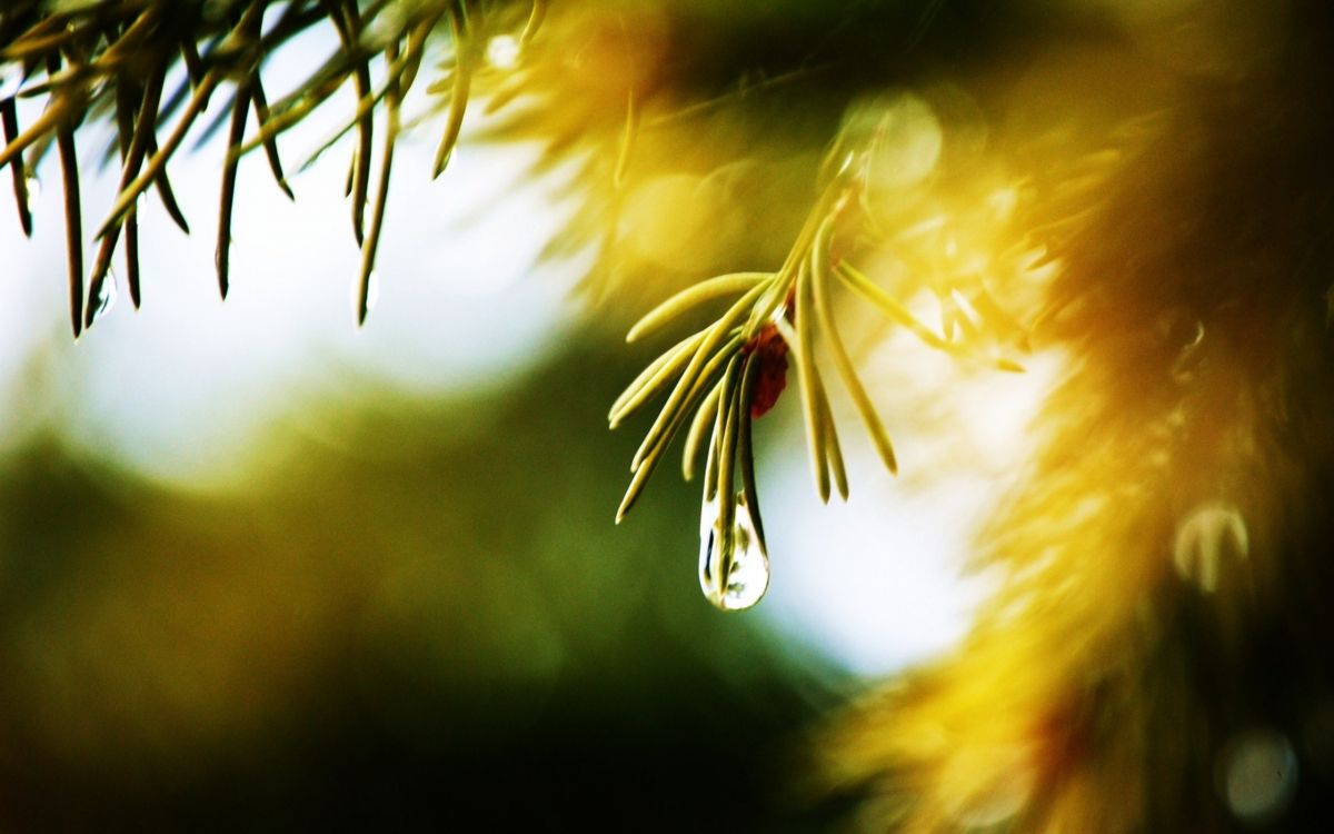 Pendentif Coeur en Argent Sur Tige de Plante Verte. Wallpaper in 2560x1600 Resolution