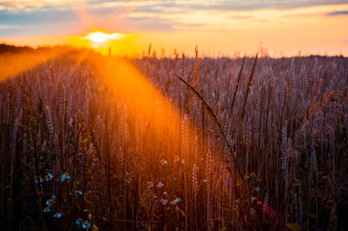 Image nature, natural landscape, light, sunlight, morning