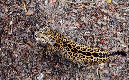 Image black and brown leopard on brown dried leaves