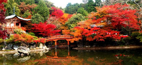 Image red and green trees beside river