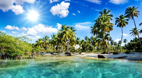 Image green palm trees beside body of water during daytime