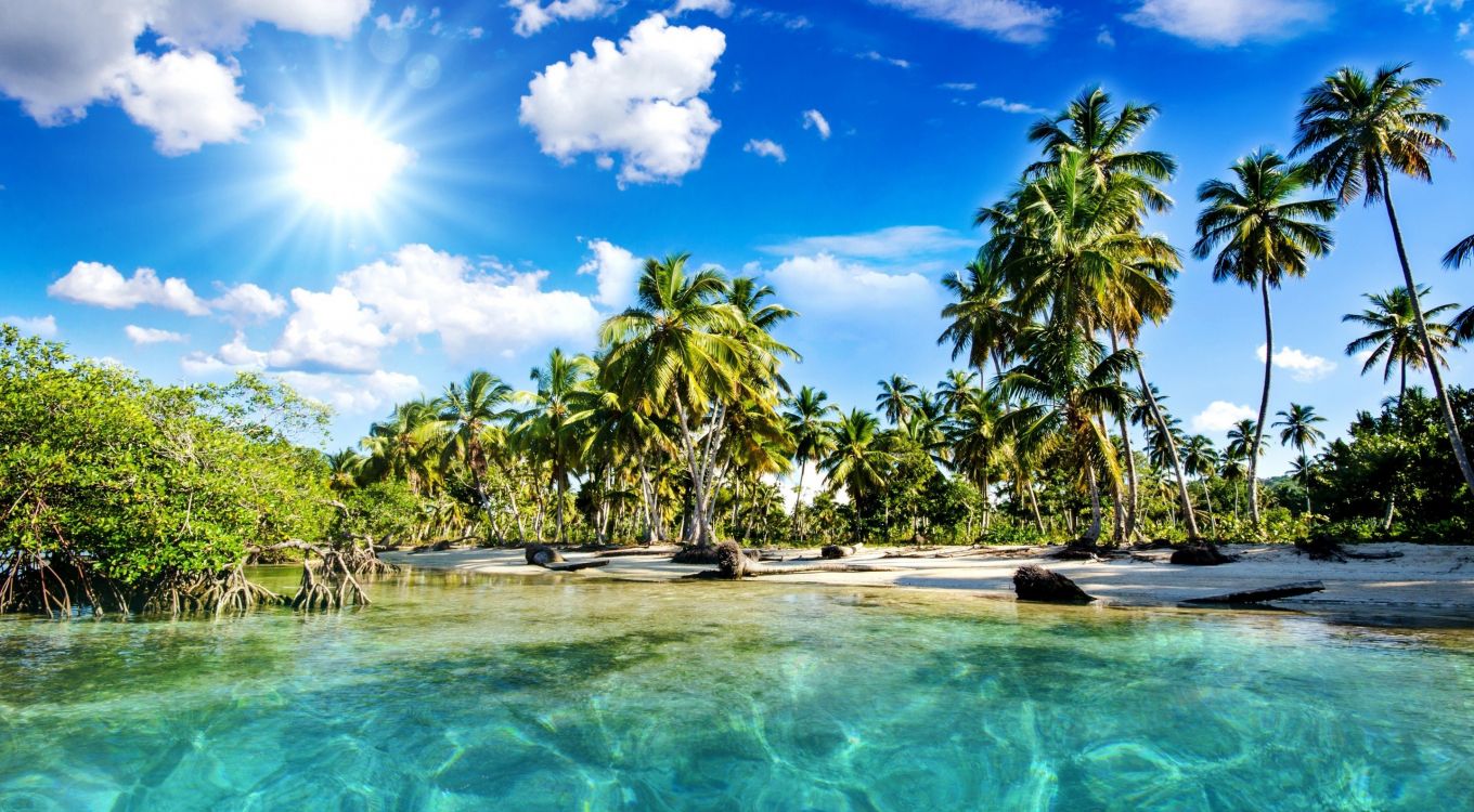 Wallpaper Green Palm Trees Beside Body of Water During Daytime ...