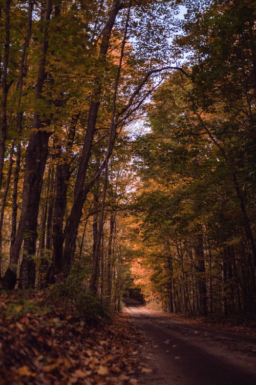 Image woodland, tree, nature, forest, natural landscape