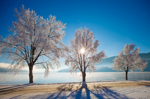 Image leafless tree on snow covered ground under blue sky during daytime