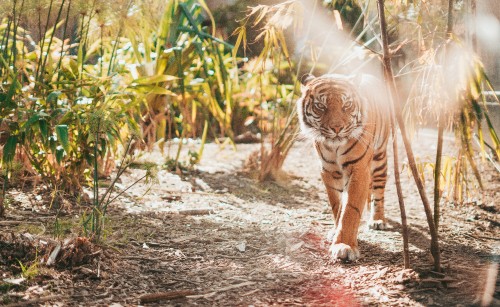 Image brown and black tiger lying on ground during daytime