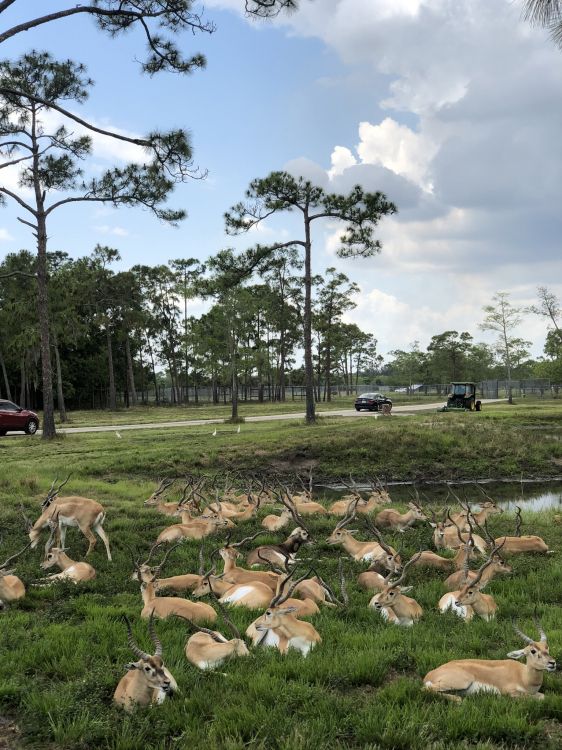 农村地区, 草, 地被, 小鹿, 牛肝菌 壁纸 1536x2048 允许
