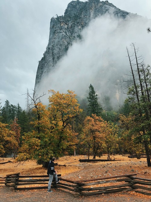 Image California, usa, yosemite valley, nature, tree