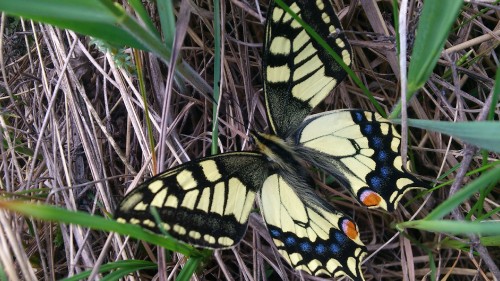 Image black and yellow butterfly on green grass