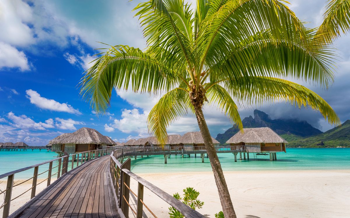 palm tree near body of water