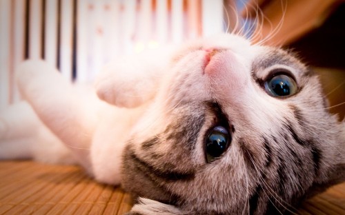 Image white and brown cat lying on brown wooden table