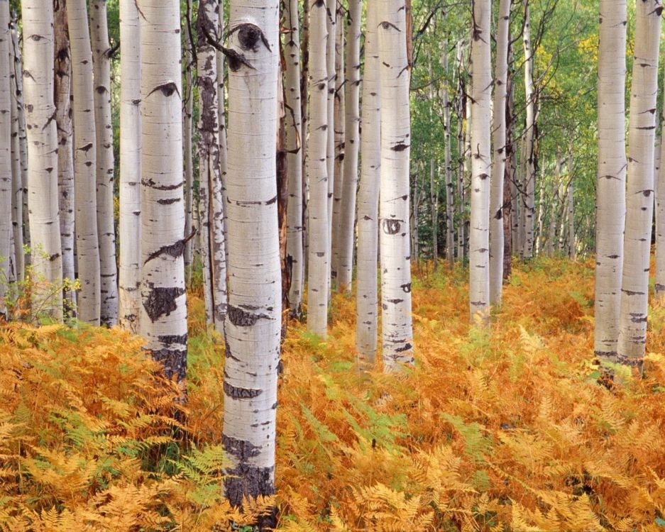 white and gray trees on brown grass field