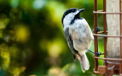 Image white and black bird on tree branch