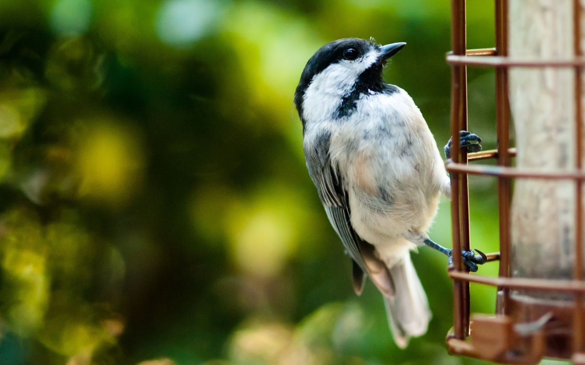 white and black bird on tree branch