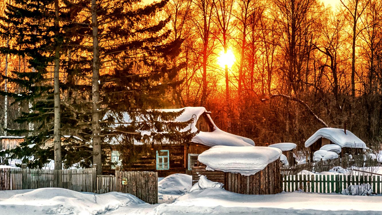 brown trees covered with snow during daytime