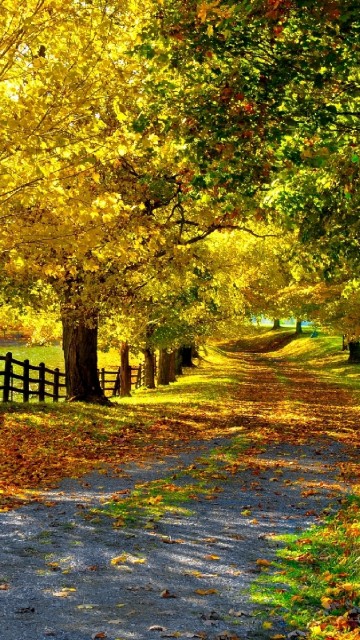 Image green and yellow trees on gray concrete pathway